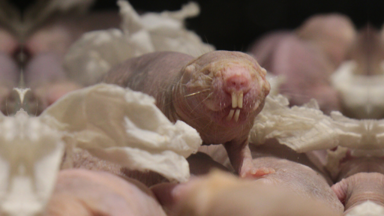 We expel carbon dioxide as waste. Naked mole rats bathe their brains in it to prevent seizures