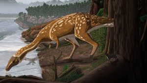 Elaphrosaur: Rare dinosaur identified in Australia