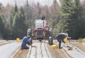 Mexico to resume sending farmworkers to Canada after safety agreement