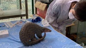 Chinese conservationists battle to save pangolins from poachers
