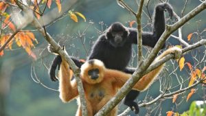 Conservation: Glimmer of hope for world’s rarest primate