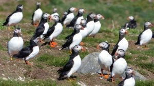 Puffins’ Farne Islands nesting areas ‘may expand without tourists’