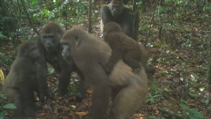 Gorillas in Nigeria: World’s rarest great ape pictured with babies