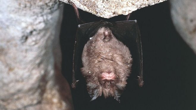 Covid-19: Infectious coronaviruses ‘circulating in bats for decades’