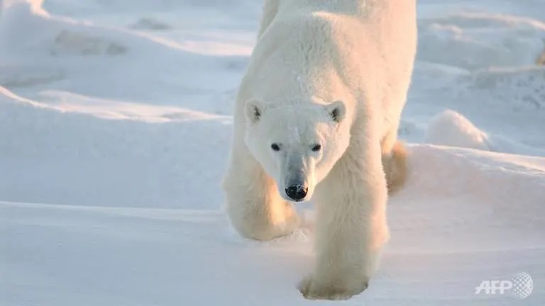 Climate change on track to wipe out polar bears by 2100