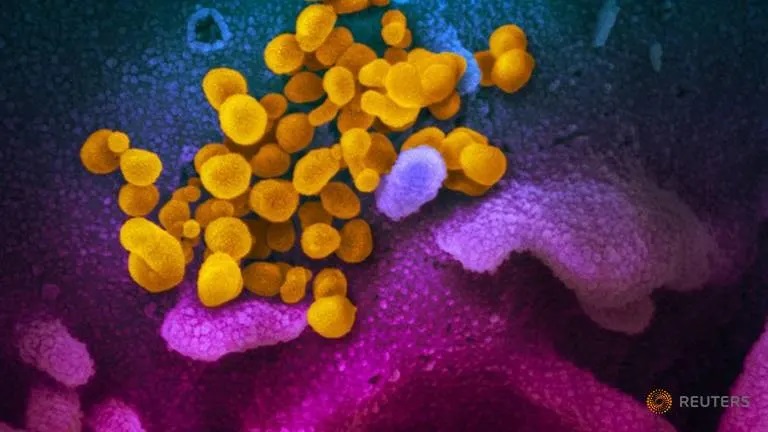 WHO says COVID-19 pandemic is ‘one big wave’, not seasonal