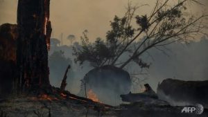 Brazilian Amazon sees worst June in 13 years for forest fires