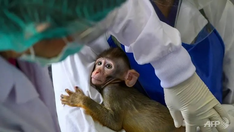 Moderna vaccine protects against COVID-19 in monkey study