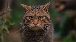 Extinction: Quarter of UK mammals ‘under threat’