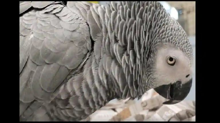 Have you seen the video of this ‘super-flirty’ African grey parrot? It may win you over