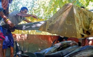 24 Dead Dolphins Wash Up On Mauritius Beach After Japan Ship’s Oil Spill