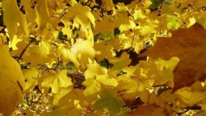 Maple trees offer most protection from harmful UV