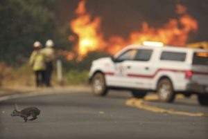 California fire triggered by ‘gender reveal firework’