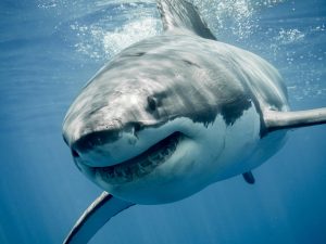 Surfer killed in shark attack on Australia’s tourist Gold Coast