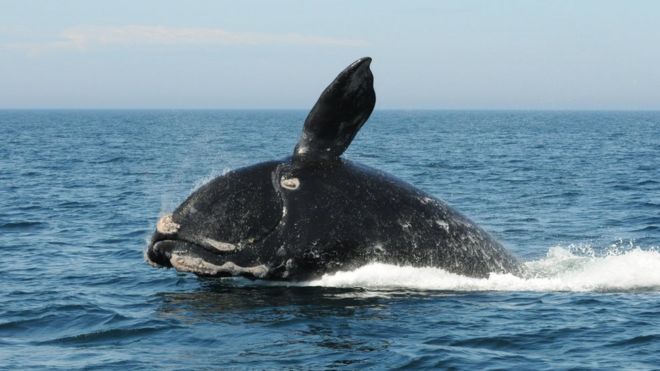‘Real and imminent’ extinction risk to whales