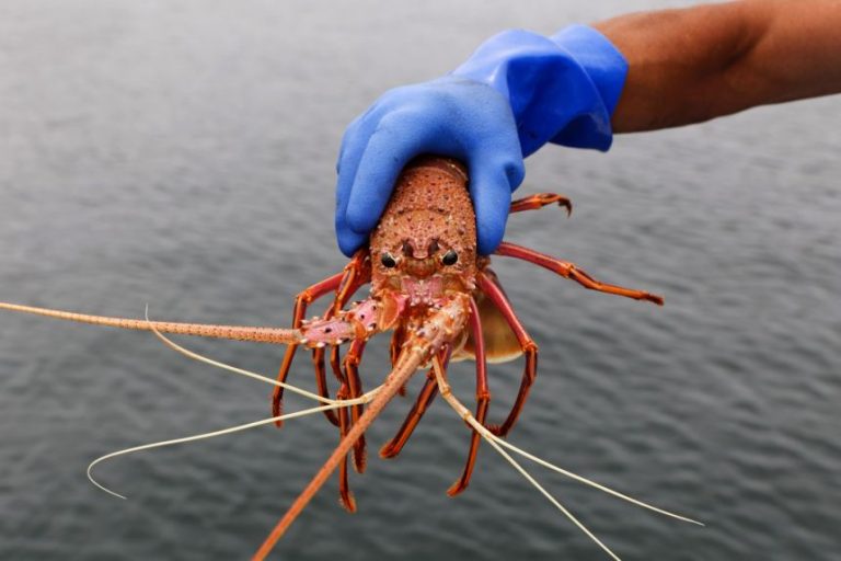 Australian lobster sector claws back trade after China ban