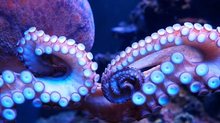 Octopuses can ‘see’ light with their arms