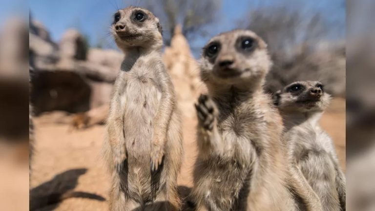 Meerkats seem to rejoice when zoo visitors return after lockdown