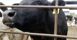 UK identifies case of ‘mad cow’ disease